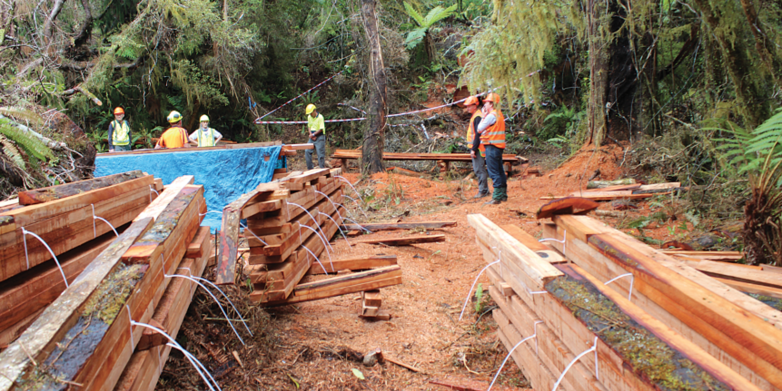 End of logging plan a victory for nature Forest and Bird